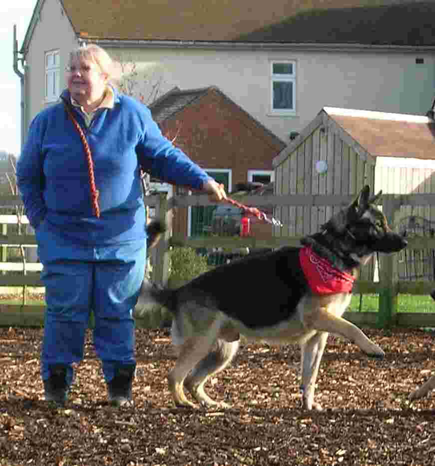 Dog Pulling